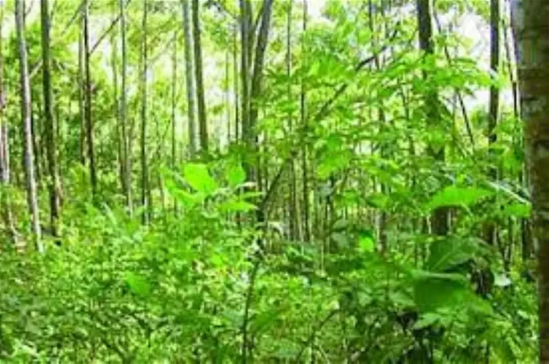Climate Change: N60bn Committed To Execute Green Projects In 2024 – FG