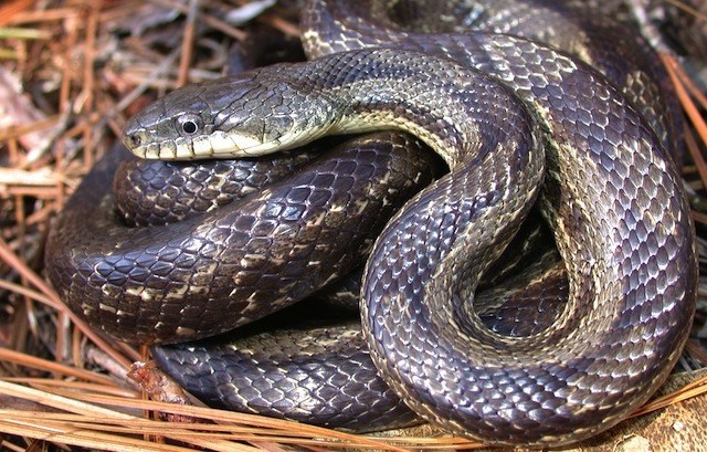 Nigerian Gov’s Aide Brings Snake To Govt House